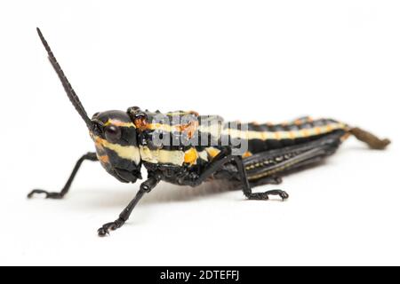 Sauterelle tachetée du Nord (Aularches miliaris) isolée sur fond blanc Banque D'Images