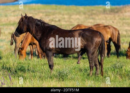 Chevaux sauvages paissent dans la prairie au coucher du soleil. Banque D'Images