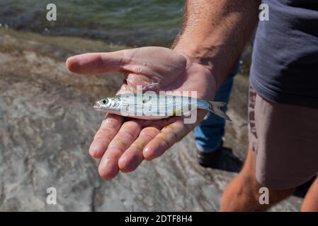 Pêcheur montrant un poisson dans sa main de près Banque D'Images