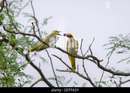 Le jeune Oriole d'or eurasien ou Oriolus oriolus nourrit le poussin. Banque D'Images