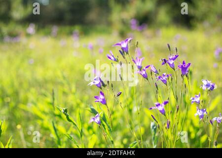 Fond floral avec des fleurs de bleuets. Mise au point sélective. Gros plan - image Banque D'Images