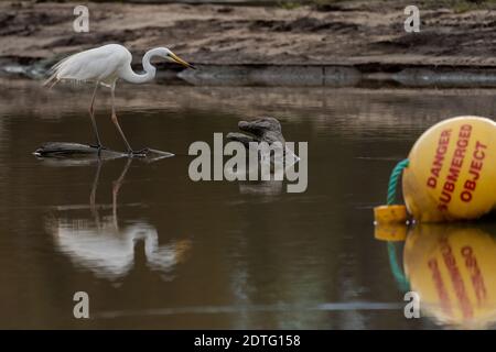 Grand Egret de l'est regardant dans l'eau avec une bouée au premier plan Banque D'Images