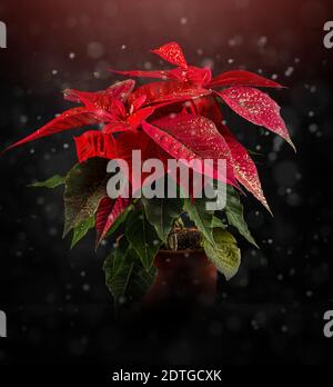 Poinsettia rouge, une fleur de Noël traditionnelle en pot sur fond noir de bokeh Banque D'Images