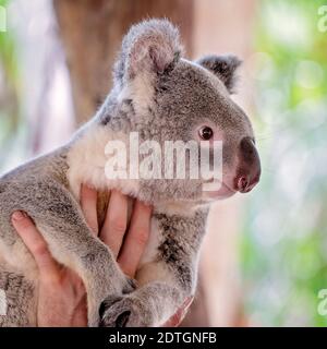 Gros plan sur un koala australien mignon et câliner l'ours est retenu Banque D'Images