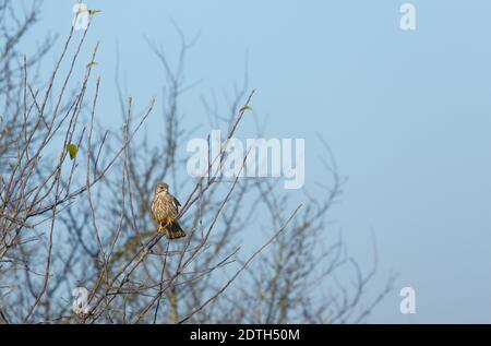 Kestrel européen assis dans un arbre dans le centre de l'Allemagne Banque D'Images