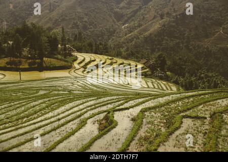 Belle vue panoramique de riz traditionnel en terrasse à sa pa, Vietnam Banque D'Images