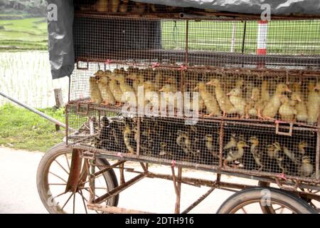 Conduits dans une cage mobile à transporter vers un Ferme d'œufs de canard dans la campagne du Vietnam Banque D'Images