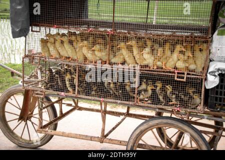 Conduits dans une cage mobile à transporter vers un Ferme d'œufs de canard dans la campagne du Vietnam Banque D'Images