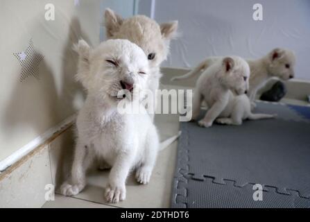 Nantong, Nantong, Chine. 22 décembre 2020. Jiangsu, CHINE - UN cub d'un mois et demi à lion blanc avec de rares quadriplets est dévoilé au parc animalier nantong Forest Wildlife Park, dans la province de Jiangsu, le 21 décembre 2020, Et rencontrera officiellement les visiteurs ce week-end.le lion blanc est une espèce rare et il ne reste que quelques-uns dans le monde.le lion blanc mâle quadruplet né le 6 novembre, 2020 est la deuxième série de quadruplés lion blanc à Nantong Forest Wildlife Park.zookeepers et vétérinaires ont donné aux quadruplets un bain complet et un examen physique après un mois. Crédit : ZUMA Press, Inc./Alay Live News Banque D'Images