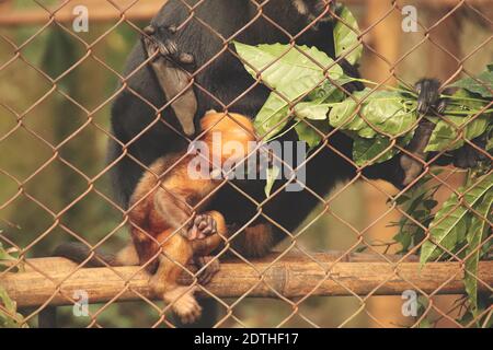 Une espèce de Gibbon ou de Nomascus, en danger critique de disparition, concolore la mère et le bébé au parc national de Cúc Phương à Ninh Binh, au Vietnam Banque D'Images
