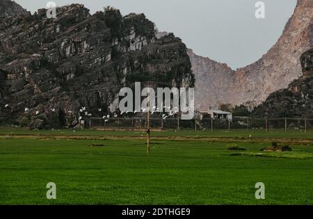 Beau lever de soleil sur le riz paddy dans les pays de Ninh Binh, Vietnam Banque D'Images