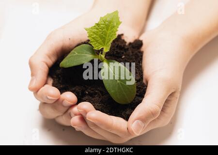 le jeune concombre frapille des plantules dans les mains de la femme sur fond flou. Mise au point sélective Banque D'Images