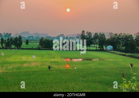 Beau lever de soleil sur le riz paddy dans les pays de Ninh Binh, Vietnam Banque D'Images
