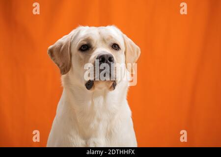 Portrait d'un chiot Labrador Retriever âgé d'un an sur fond orange. Banque D'Images