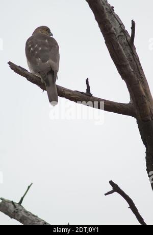 Femelle shikra Accipiter badius sur une branche. Parc national de Keoladeo Ghana. Bharatpur. Rajasthan. Inde. Banque D'Images