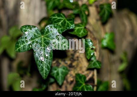 Une feuille de lierre humide. Jardin, parc, forêt la nuit. Plantes de jardin. Eau et plantes Banque D'Images