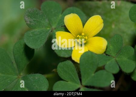 Fleur et feuilles de PES-caprae Oxalis. Parc national de Keoladeo Ghana. Bharatpur. Rajasthan. Inde. Banque D'Images