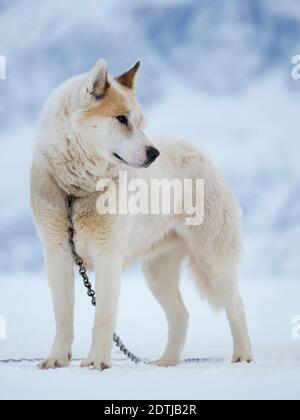 Chien de traîneau pendant l'hiver à Uummannaq, dans le nord-ouest du Groenland. Les équipes de chiens sont encore des animaux de trait pour les pêcheurs des villages et restent tout W Banque D'Images