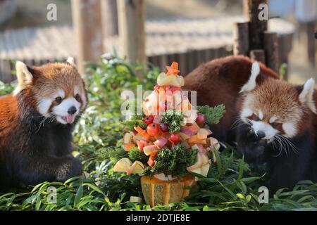 Nantong, Nantong, Chine. 22 décembre 2020. Jiangsu, CHINE-le 21 décembre, les 24 termes solaires du solstice d'hiver, le parc de la faune forestière de Nantong, province de Jiangsu, a mis en marche le système de chauffage, adoptant deux systèmes de chauffage au sol et de climatisation, Et ajuster la température en fonction des besoins des différents animaux.Ã‚en outre, le zoo a également préparé des aliments sur mesure pour les pandas, les pandas rouges, les girafes et d'autres animaux, les animaux se sentent à l'aise ''goûter la nourriture et profiter de la chaleur' crédit: SIPA Asia/ZUMA Wire/Alay Live News Banque D'Images