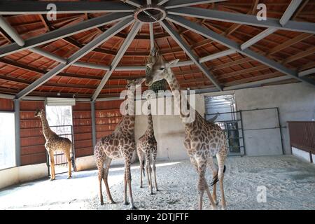 Nantong, Nantong, Chine. 22 décembre 2020. Jiangsu, CHINE-le 21 décembre, les 24 termes solaires du solstice d'hiver, le parc de la faune forestière de Nantong, province de Jiangsu, a mis en marche le système de chauffage, adoptant deux systèmes de chauffage au sol et de climatisation, Et ajuster la température en fonction des besoins des différents animaux.Ã‚en outre, le zoo a également préparé des aliments sur mesure pour les pandas, les pandas rouges, les girafes et d'autres animaux, les animaux se sentent à l'aise ''goûter la nourriture et profiter de la chaleur' crédit: SIPA Asia/ZUMA Wire/Alay Live News Banque D'Images