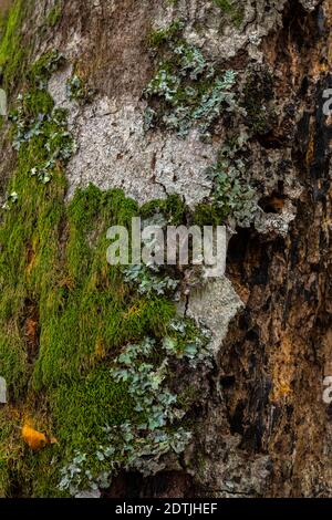 Vieux tronc de hêtre en décomposition, mousse et ivy grimpant. Nouvel humus pour la forêt Banque D'Images