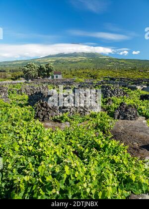 Viticulture traditionnelle près de Lajido, le vin traditionnel qui culite sur Pico est classé au patrimoine mondial de l'UNESCO. L'île de Pico, une île des Açores (Ilahas Banque D'Images