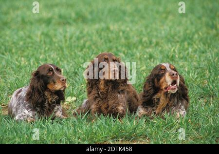 Picardie Spaniel chien, une race de chiens français, portant sur l'herbe Banque D'Images