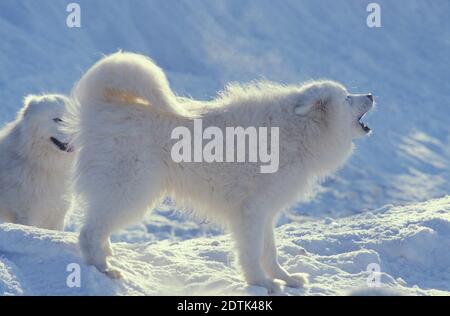 Samoyède chien debout sur la neige, Jappant Banque D'Images