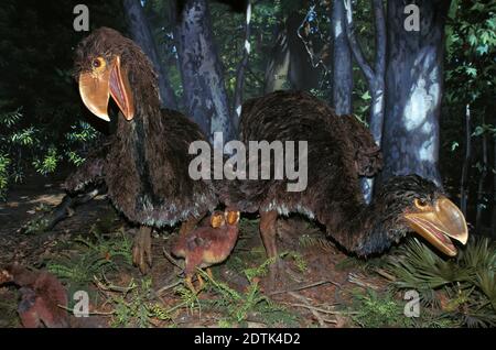 Diatryma, un oiseau préhistorique carnivore, a vécu il y a 50 millions d'années Banque D'Images