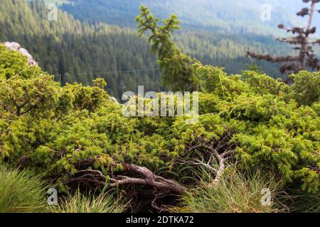 Un foyer sélectif de proximité de la conifère dans la forêt Banque D'Images