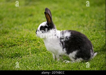 Lapin domestique français appelé Geant Papillon Francais Banque D'Images