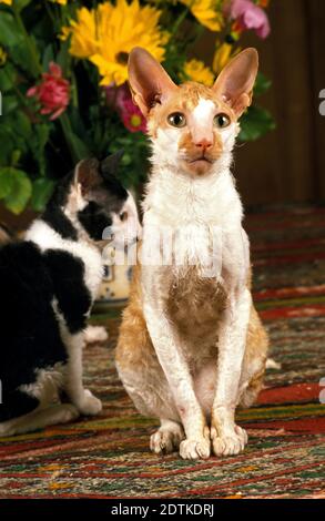 Chat domestique Cornish Rex assis près de Flowers Banque D'Images