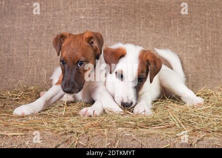 Deux petits chiots de race renard-terrier à poil lisse d'un blanc la couleur avec des taches rouges repose sur une superposition recouverte de foin Banque D'Images