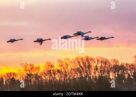 Burscough. Météo au Royaume-Uni ; 22nd décembre 2020. Aucune restriction de vol pour les cygnes whooper migrants arrivant à l'aube pour se nourrir dans les champs lorsque le soleil se lève sur la campagne du Lancashire. Le cygne whooper est un oiseau reproducteur très rare au Royaume-Uni, mais de grandes populations y passent l'hiver après un long voyage depuis l'Islande. Ils voyageaient à de très hautes altitudes ; en effet, un pilote volant à 8 000 pieds a déclaré avoir vu un troupeau de cygnes qui étaient considérés comme des whoopers à une altitude de 8 000 pieds. Banque D'Images