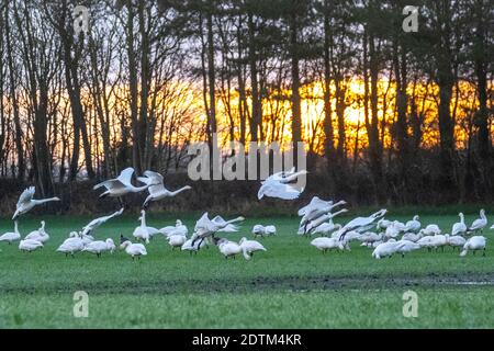 Burscough. Météo au Royaume-Uni ; 22 décembre 2020. Aucune restriction de vol pour les cygnes whooper migrants arrivent à l'aube pour se nourrir dans les champs tandis que le soleil se lève sur la campagne du Lancashire. Le cygne whooper est un oiseau reproducteur très rare au Royaume-Uni, mais de grandes populations y passent l'hiver après un long voyage depuis l'Islande. Ils voyageaient à de très hautes altitudes ; en effet, un pilote volant à 8,000 pieds a déclaré avoir vu un troupeau de cygnes qui étaient considérés comme des whoopers à une altitude de 8,000 pieds. Crédit; MediaWorldImages/AlamyLiveNews Banque D'Images