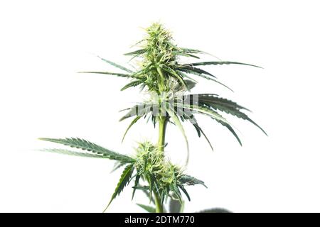 Plante verte de marijuana femelle isolée sur fond blanc pour Utilisation médicale avec une teneur élevée en CBD THC Banque D'Images