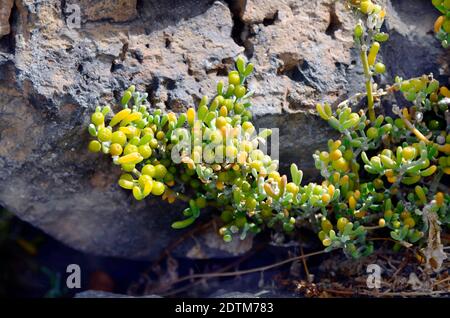 L'Espagne, l'île des Canaries, Fuerteventura, Zygophyllum fontanesii Banque D'Images