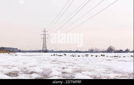 Lignes électriques dans un paysage enneigé Banque D'Images