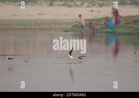 Stilts à ailes noires Himantopus himantopus et famille indienne en arrière-plan. Rivière Yamuna. Agra. Uttar Pradesh. Inde. Banque D'Images