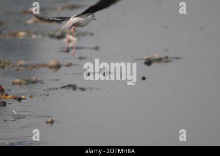 Himantopus himantopus à ailes noires prenant le vol entouré de déchets. Rivière Yamuna. Agra. Uttar Pradesh. Inde. Banque D'Images