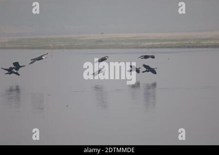 Grands cormorans Phalacrocorax carbo en vol. Rivière Yamuna. Agra. Uttar Pradesh. Inde. Banque D'Images