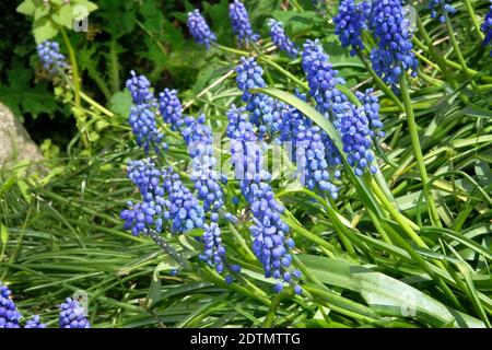 Groupe de jacinthe de raisin (Muscari armeniacum) qui fleurira au printemps. Fleurs bleues dans le jardin de printemps. Fond vert naturel et lumineux. Banque D'Images