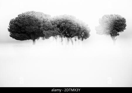 Pins en contre-jour au lever du soleil dans le parc naturel de villafafila, Xamora, pays des champs, cerealista Esteba, Villafafila, Zamora, Espagne Banque D'Images