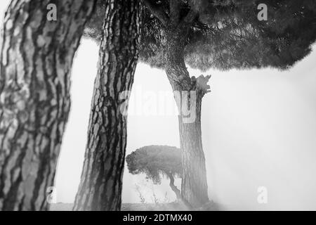 Pins en contre-jour au lever du soleil dans le parc naturel de villafafila, Xamora, pays des champs, cerealista Esteba, Villafafila, Zamora, Espagne Banque D'Images