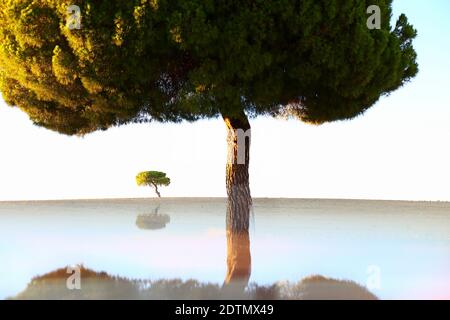 Photographie artistique de pins en contre-jour au lever du soleil dans le parc naturel de villafafila, Xamora, pays des champs, cerealista Esteba, Villafafila, Zamora, Espagne Banque D'Images