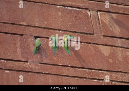 Perruques à anneaux roses Psittacula krameri sur un mur. Agra. Uttar Pradesh. Inde. Banque D'Images