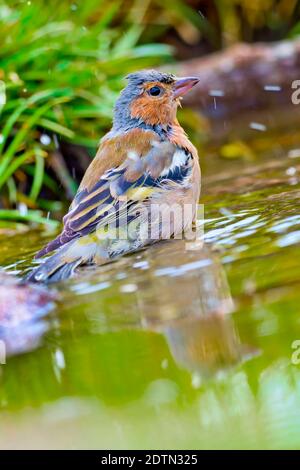 Chaffinch, Fringilla coelebs, bassin méditerranéen, Forêt espagnole, Castille et Leon, Espagne, Europe Banque D'Images