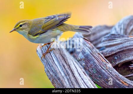 Paruline de saule, Phylloscopus trochilus, Forêt méditerranéenne, Castille et Leon, Espagne, Europe Banque D'Images