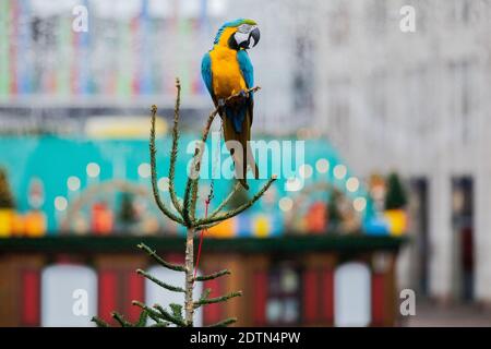 Essen, Allemagne. 22 décembre 2020. Parrot Chikko (Macaw) se trouve sur un arbre de Noël de la place Kennedy, devant un stand de Noël fermé. Michael laisse ses deux perroquets voler régulièrement à l'extérieur - également dans le centre-ville. Credit: Rolf Vennenbernd/dpa/Alay Live News Banque D'Images