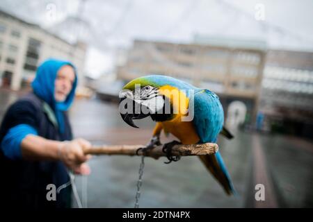 Essen, Allemagne. 22 décembre 2020. Parrot Chikko (Macaw) est assis sur un bâton à Kennedyplatz, tenu par le propriétaire Michael. L'Essener laisse ses deux perroquets voler régulièrement - également dans le centre-ville - à l'extérieur. Credit: Rolf Vennenbernd/dpa/Alay Live News Banque D'Images